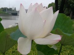 -陈家山荷花公园