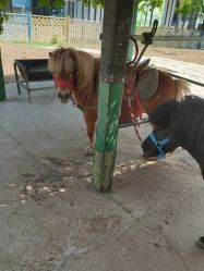 -萌宠亲子动物乐园(槐房万达店)