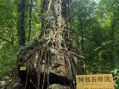 -莫里热带雨林景区
