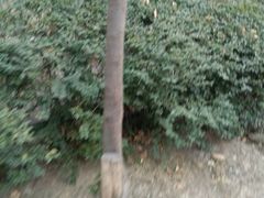 -崔和平肉夹馍(三原总店)