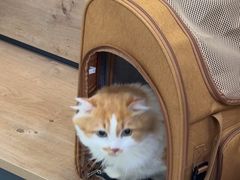 -瑞鹏宠物医院·宠保定点·心脏科·内科(御桥分院)