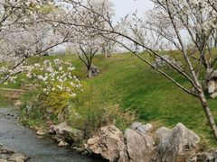-羊山湖公园