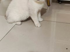-平行世界·猫咖(首经贸店)