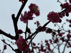 -红梅公园