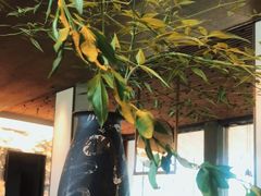 -木守西溪溪隐餐厅