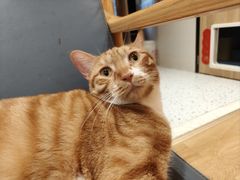 -滚猫咖啡·猫咖·猫友好撸猫(未来城店)