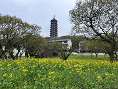 -普陀山风景区-佛顶山
