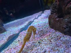 -暹罗海洋世界