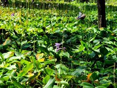 -长春市南湖公园