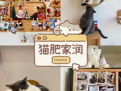 -Catmate·猫肥家润(金润铂宫店)