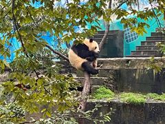 -中国大熊猫保护研究中心雅安碧峰峡基地