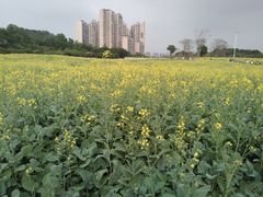 -光明小镇欢乐田园
