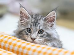 -欣宠猫屋·矮脚拿破仑·蓝金金渐层