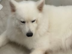 -共舞时光猫咖·狗咖(新街口店)