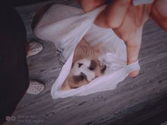 -猫十亿·布偶金渐层·曼基康矮脚猫舍(青年路店)