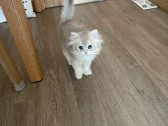 -东方名猫馆·英短金渐层布偶猫舍(环线广场1号楼店)