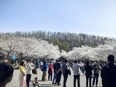 -武汉大学-樱园