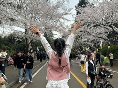 -武汉大学-樱园
