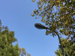 -武汉大学-樱园