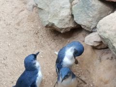 -费瑟代尔野生动物园