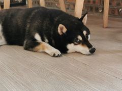 -柴犬高等学院·狗咖·柴犬售卖·宠物训练