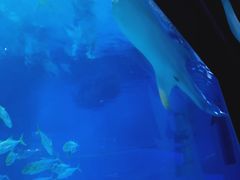 -烟台海昌鲸鲨海洋公园