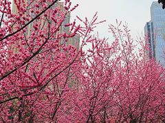 -望江楼公园