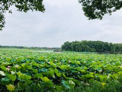 -荷塘月色湿地公园·向阳花洲