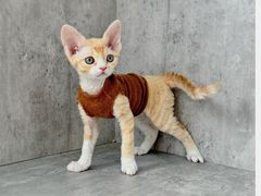 -小猫来了·猫舍(红山六九七九店)