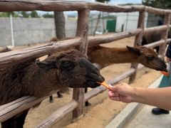 -西霞口神雕山野生动物世界