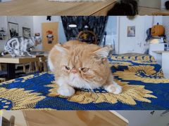 -平行世界·猫咖(首经贸店)