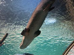 -上海海洋水族馆