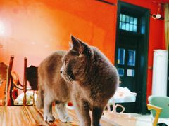 -猫色咖啡·猫咖