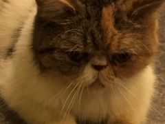 -猫色咖啡·猫咖