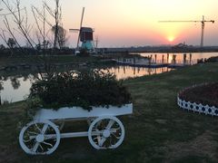 -荷兰花海