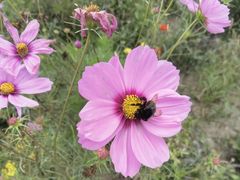 -野鸭湖国家湿地公园