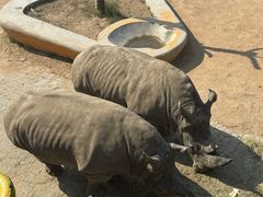 -西霞口神雕山野生动物世界