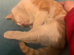 -猫尾侦探俱乐部·剧本杀·狼人杀