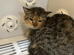 -车接车送·寄养洗护·德文猫舍(大宁店)