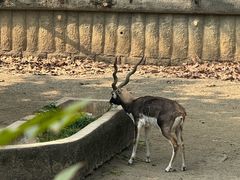 -成都动物园