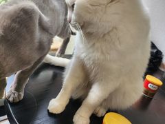 -琪喵猫屋·撸猫猫咖·猫舍