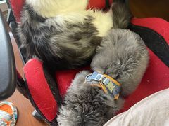 -多乐狗狗宠物训练工作室