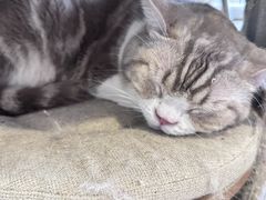 -平行世界·猫咖(首经贸店)