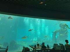 -海棠湾洲际-涛·海底餐厅·美人鱼·自助餐·海底隧道