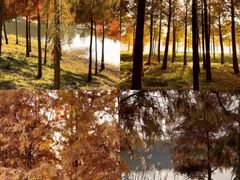 -合肥滨湖国家森林公园