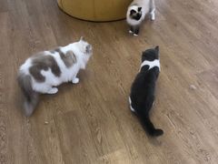 -1013 PET SHOP精品宠物商店(丁香店)