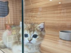 -猫十亿·布偶金渐层·曼基康矮脚猫舍(青年路店)