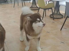 -Let's go狗咖·猫咖·奶狗·桌游(春熙路IFS店)