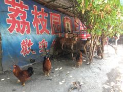 -荔枝园美食山庄(贞山风景区店)