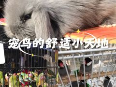 -哈尔滨道外花鸟鱼市场